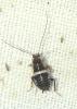 Planuncus vinzi